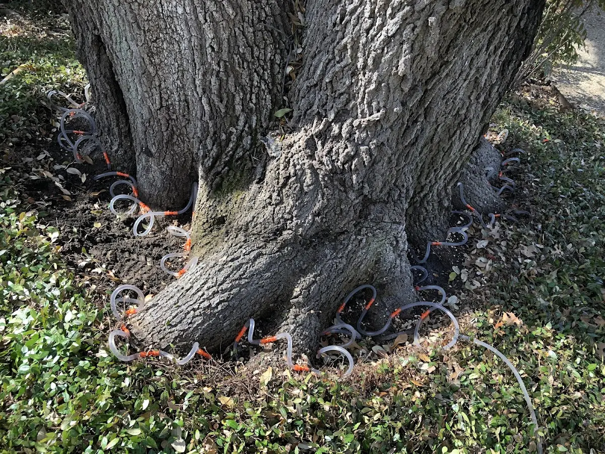 Detailed Tree Cabling and Bracing job site in Garfield