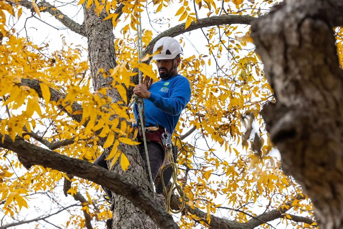 Skilled Tree Planing crew working in Garfield